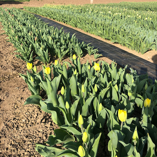 GnussBär - Thun - Thun