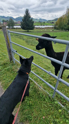 Comentarii opinii despre Erlebnisland Grizzlybär