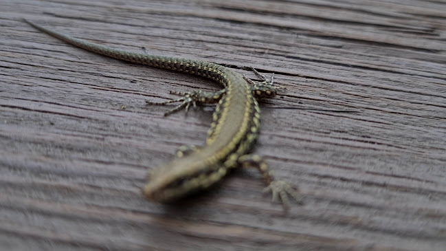 Hotel & Landgasthof Rothorn - Thun