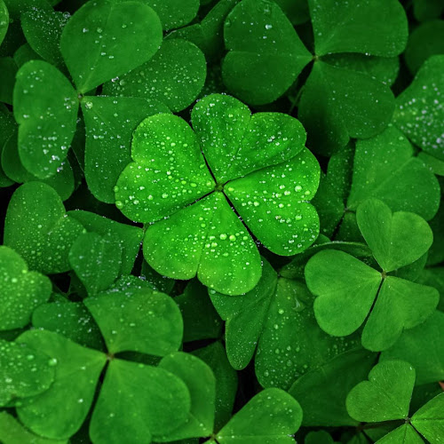 Opinii despre O'Callaghan's Shamrock Irish Pub în Zürich - Gastronomie und Hotellerie