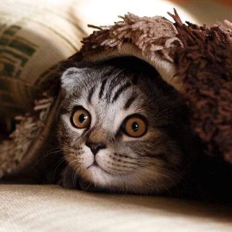 Restaurant Obholzstübli