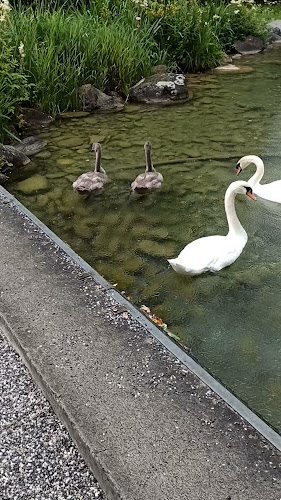 Comentarii opinii despre Galerie am See