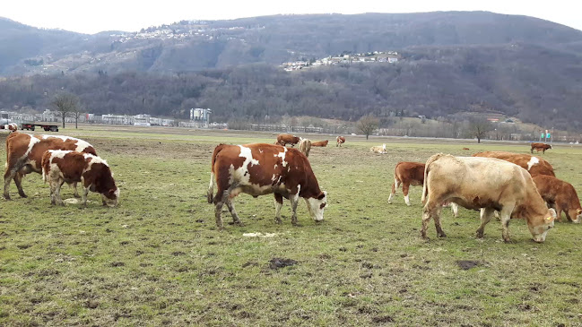 Opinii despre Tenuta Bally & von Teufenstein în Vezia - Gastronomie und Hotellerie