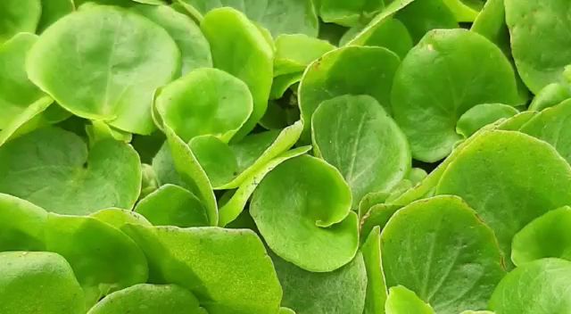 Opinii despre Point Vert Production & vente directe Saxon în Saxon - Gastronomie und Hotellerie