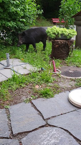 Opinii despre Snack Bar Parsifal în Ascona - Gastronomie und Hotellerie