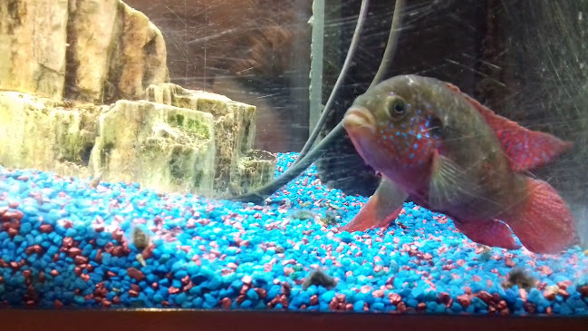 Pizzeria Seeland - Biel