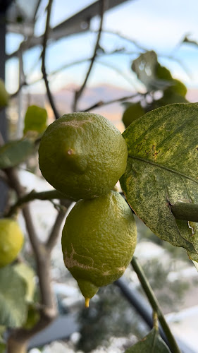 Opinii despre AnaCapri în Lugano - Gastronomie und Hotellerie