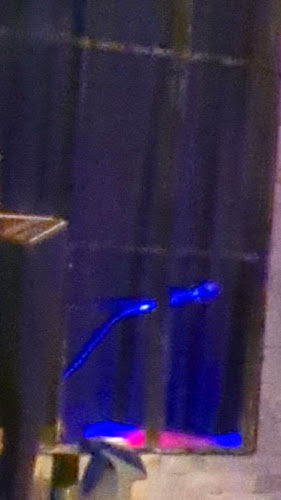 Europa Restaurant & Piano Bar - Gastronomie und Hotellerie