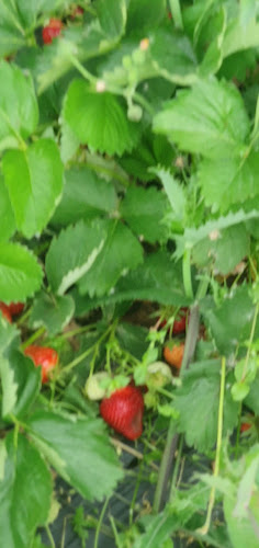 La Fraisière - Meyrin