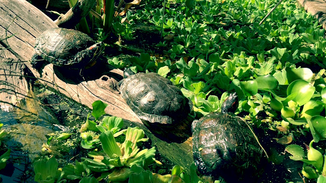 Opinii despre Cafébar Fleuri în Bern - Gastronomie und Hotellerie