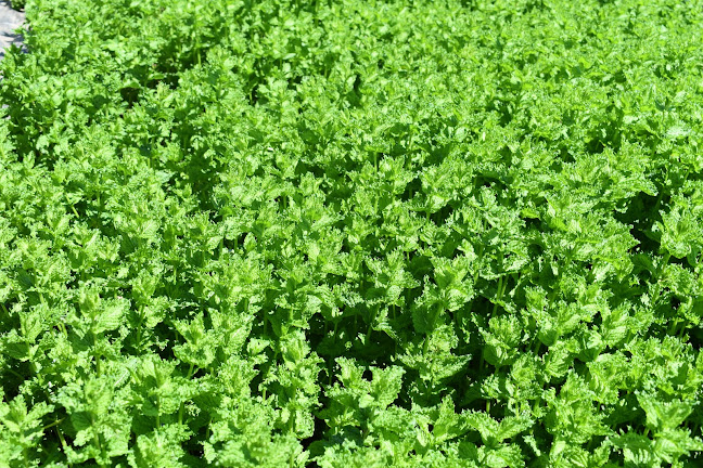 Comentarii opinii despre GnussBär - Thun