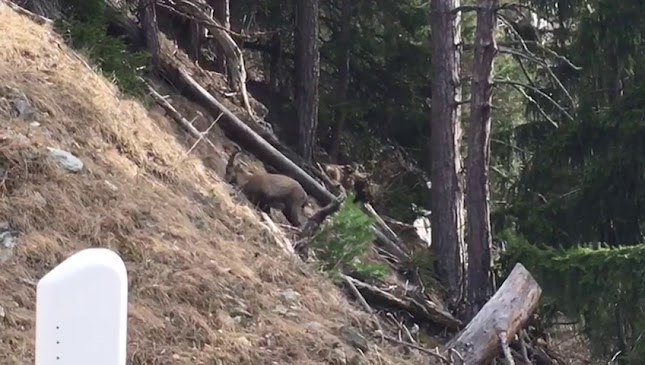 Comentarii opinii despre les Promeneurs