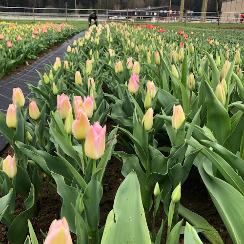 C. F. L. Lohnerstrasse, 3645 Gwatt