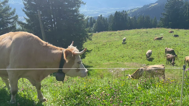 Opinii despre Hotel | Restaurant Berghaus Malbun Buchserberg în Buchs - Gastronomie und Hotellerie