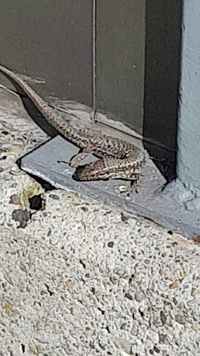 Opinii despre Hafeglöggli în Romanshorn - Gastronomie und Hotellerie