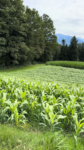 Comentarii opinii despre Waldegg