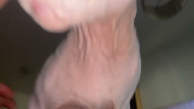 Hôtel de l'Ecusson Vaudois