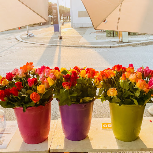 Comentarii opinii despre Weggiser Rosen Pfrunder