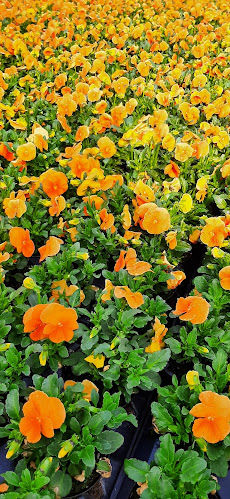 Opinii despre Point Vert Production & vente directe Saxon în Saxon - Gastronomie und Hotellerie