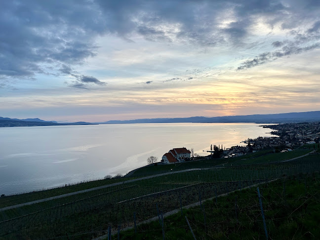 Opinii despre Domaine Vitis Musicalis în Bourg-en-Lavaux - Gastronomie und Hotellerie