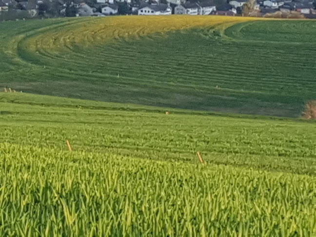 Comentarii opinii despre Abendsmatt