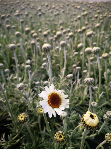 Comentarii opinii despre Point Vert Production & vente directe Saxon