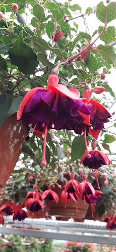 Point Vert Production & vente directe Saxon - Saxon