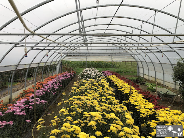 Comentarii opinii despre GnussBär - Thun