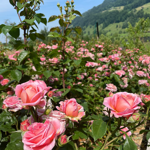 Opinii despre Weggiser Rosen Pfrunder în Weggis - Gastronomie und Hotellerie