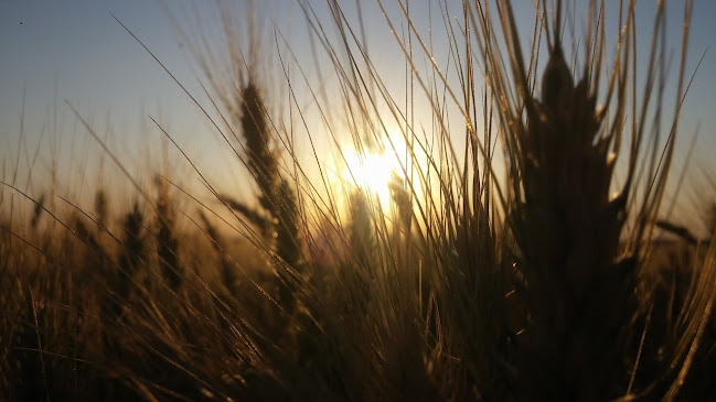 Brasserie La Collégiale
