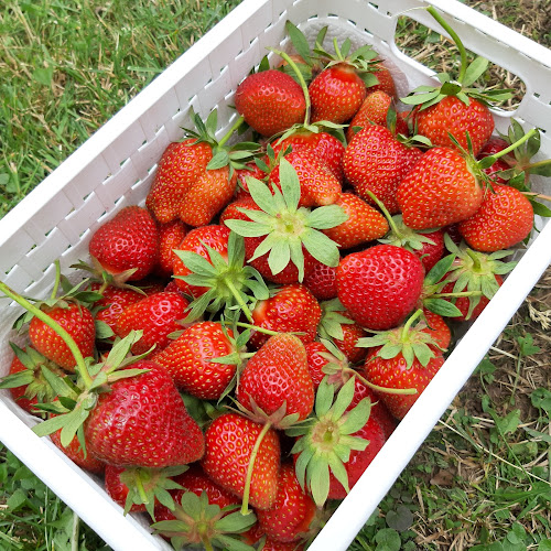 Opinii despre Self-Fruits Perroud în Attalens - Gastronomie und Hotellerie