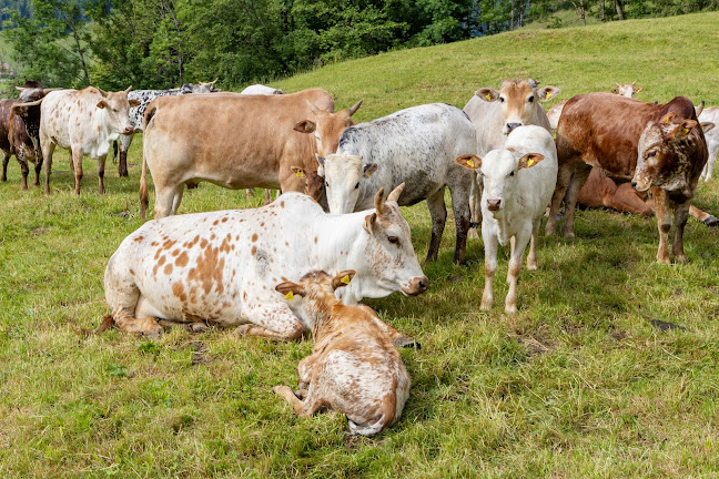 Zwergzebu Sihlsee - Euthal
