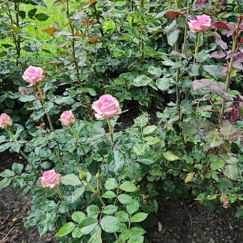 Weggiser Rosen Pfrunder - Gastronomie und Hotellerie