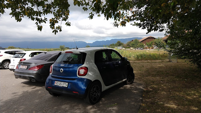 Self Cut Flowers - Tannay