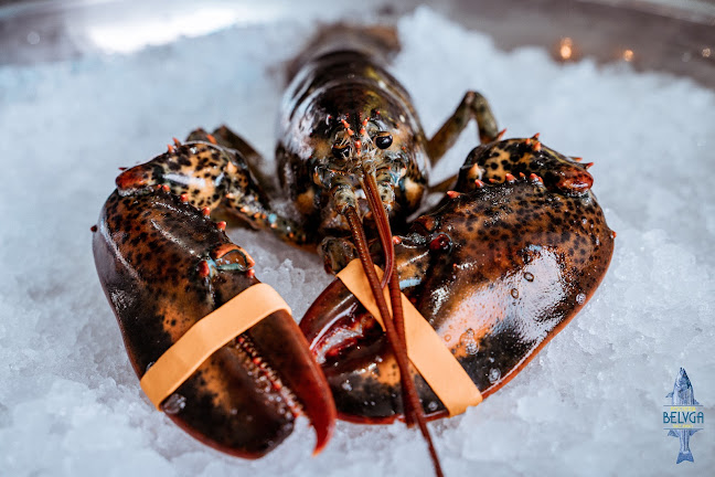 Comentarii opinii despre Ristorante Pescheria Belvga