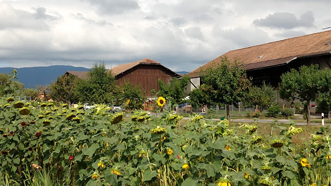 Comentarii opinii despre Self Cut Flowers