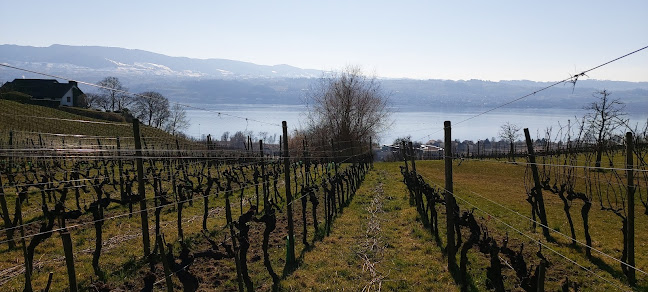 Weingut Rebhalde - Stäfa