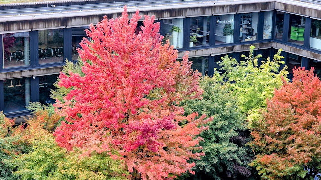 Comentarii opinii despre Restaurant Su-Li