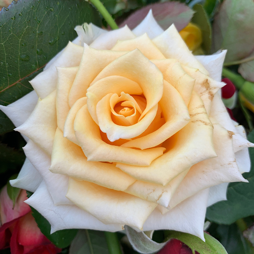 Weggiser Rosen Pfrunder - Gastronomie und Hotellerie