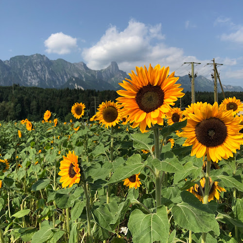 Opinii despre GnussBär - Thun în Thun - Gastronomie und Hotellerie