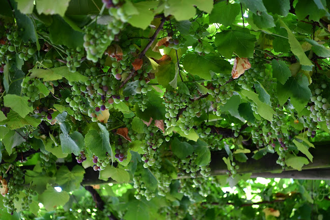 Opinii despre Grotto Carasso în Bellinzona - Gastronomie und Hotellerie