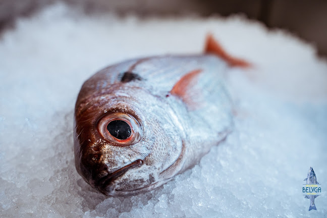 Ristorante Pescheria Belvga - Gastronomie und Hotellerie