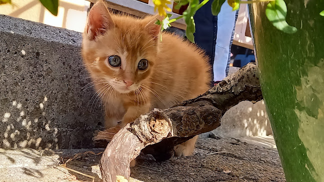 Hofladen Familie Landolt Unterau - Zug