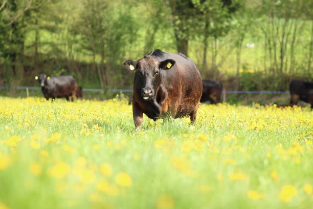Opinii despre Neugut Angus în Bischofszell - Gastronomie und Hotellerie