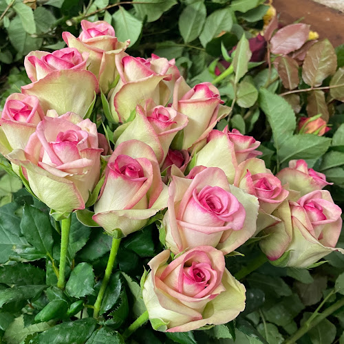 Weggiser Rosen Pfrunder - Weggis