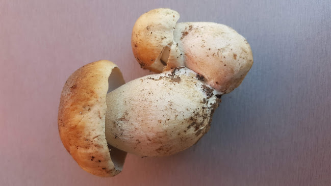 Comentarii opinii despre Bosquets