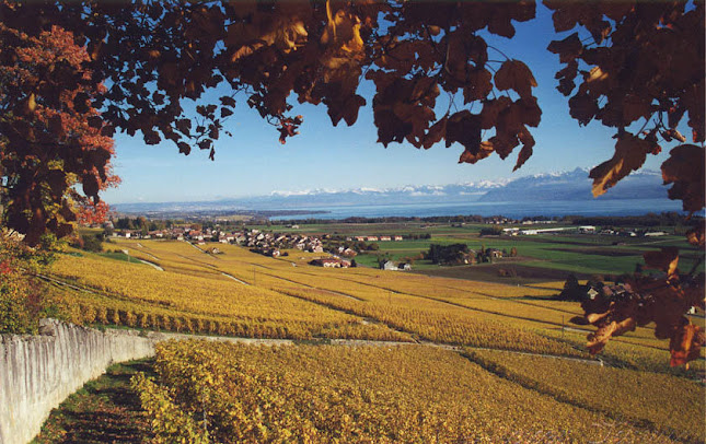 Cave Du Treyblanc - Luins