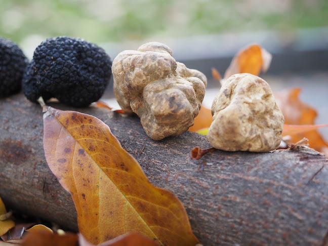 Opinii despre Essensaciones Gmbh în Ziegelbrücke - Gastronomie und Hotellerie