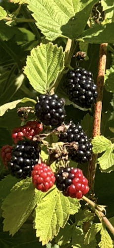 Jägerheimweg 285, 3123 Belp