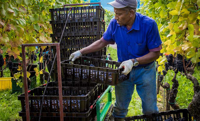 Rebschulweg 2, 5303 Würenlingen